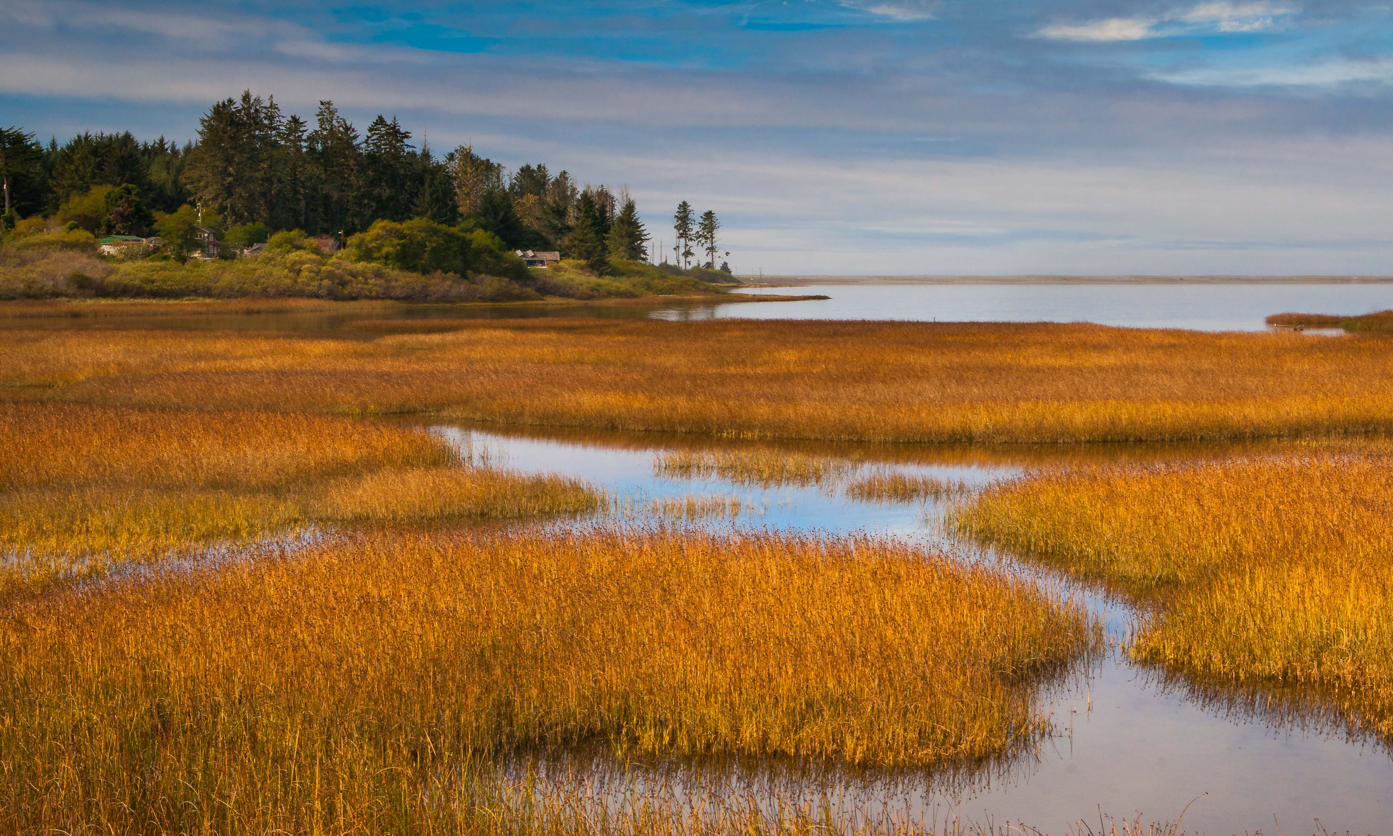 Coastal Marsh Shutterbug